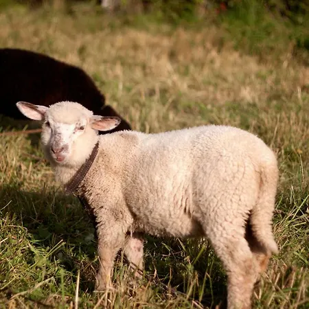 Habitación en casa particular Ziolowy Dworek *