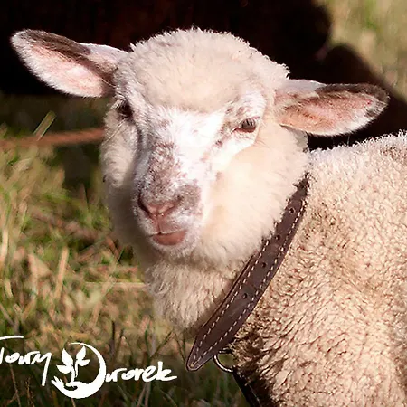 Habitación en casa particular Ziolowy Dworek Wisła