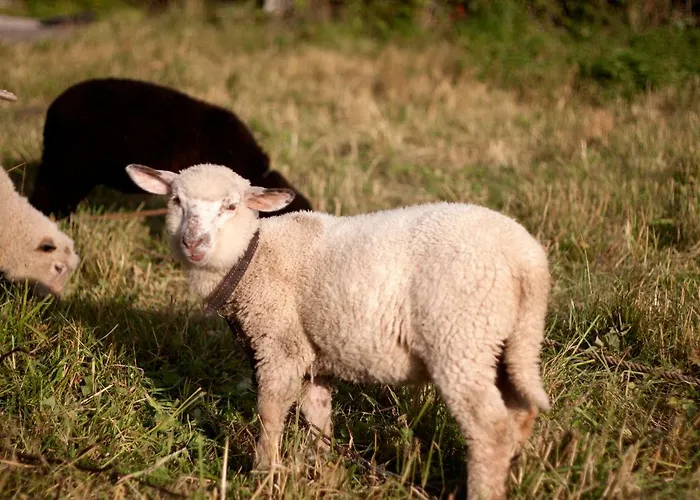 Accommodatie bij particulieren Ziolowy Dworek *
