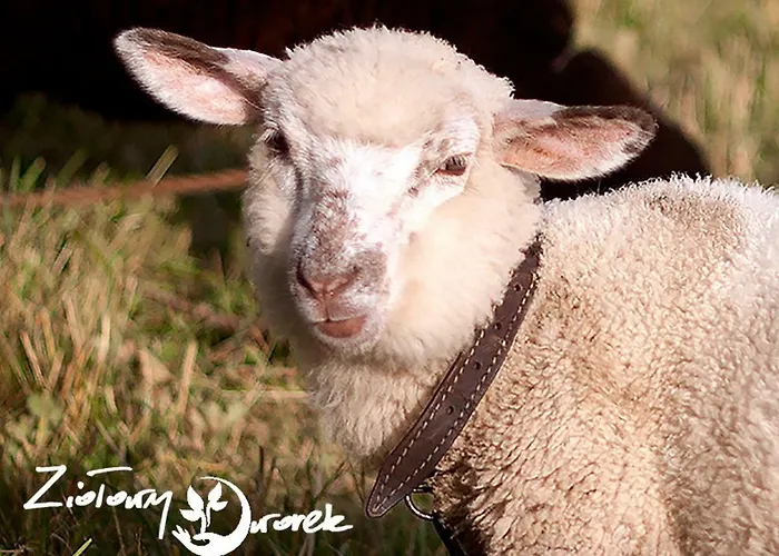 Проживание в семье Ziolowy Dworek Висла