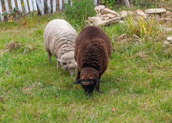 Проживание в семье Ziolowy Dworek *